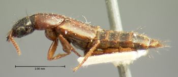 Media type: image;   Entomology 8252 Aspect: habitus lateral view